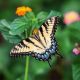 Camping Clos De La Chaume : Jardins Des Papillons