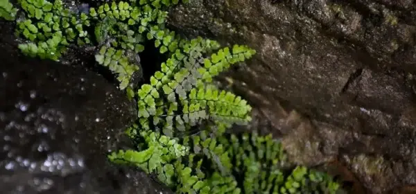 Fougères dans galerie minière Fougères dans galerie minière