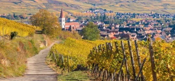 vineyard Que faire en Alsace? Le guide complet
