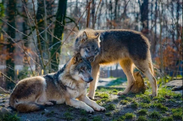 parc animalier 1