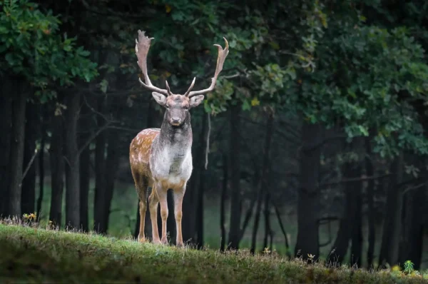parc animalier