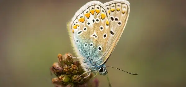 Decouvrez-le-Jardin-des-Papillons