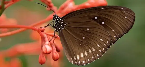 Jardin-des-Papillons