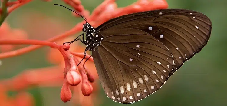 Jardin-des-Papillons