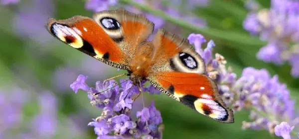 Le-Jardin-des-Papillons