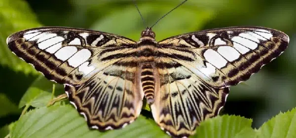 visite-du-Jardin-des-Papillons